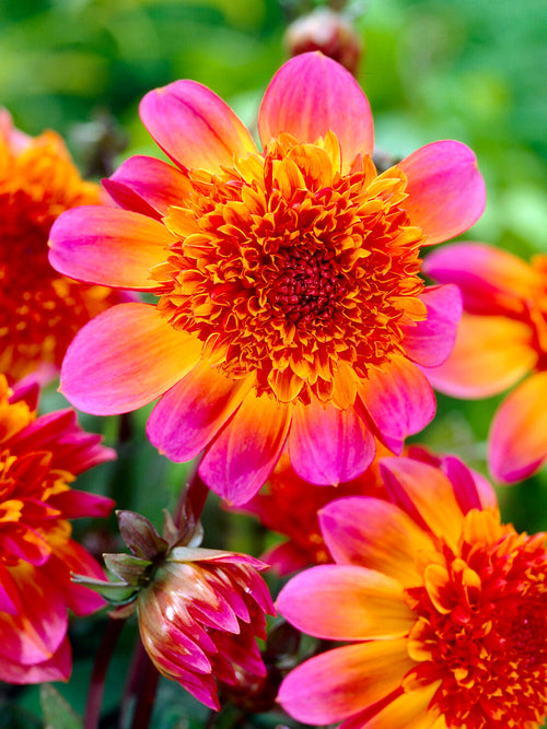 Dahlia ‘Floorinoor’ hot pink bloom