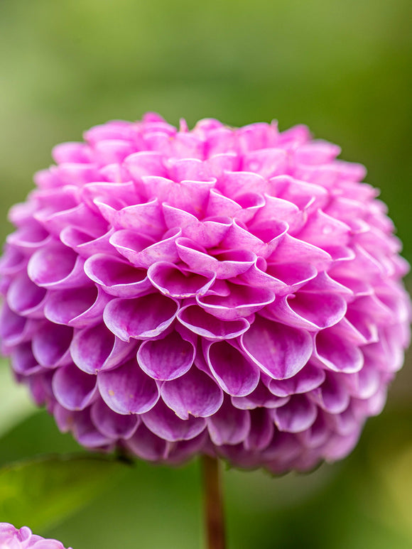 Perfectly round dahlia close-up