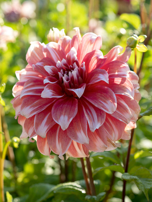 Giant decorative dahlia close-up