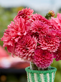 Dahlia Fuchsia Whisper Collection