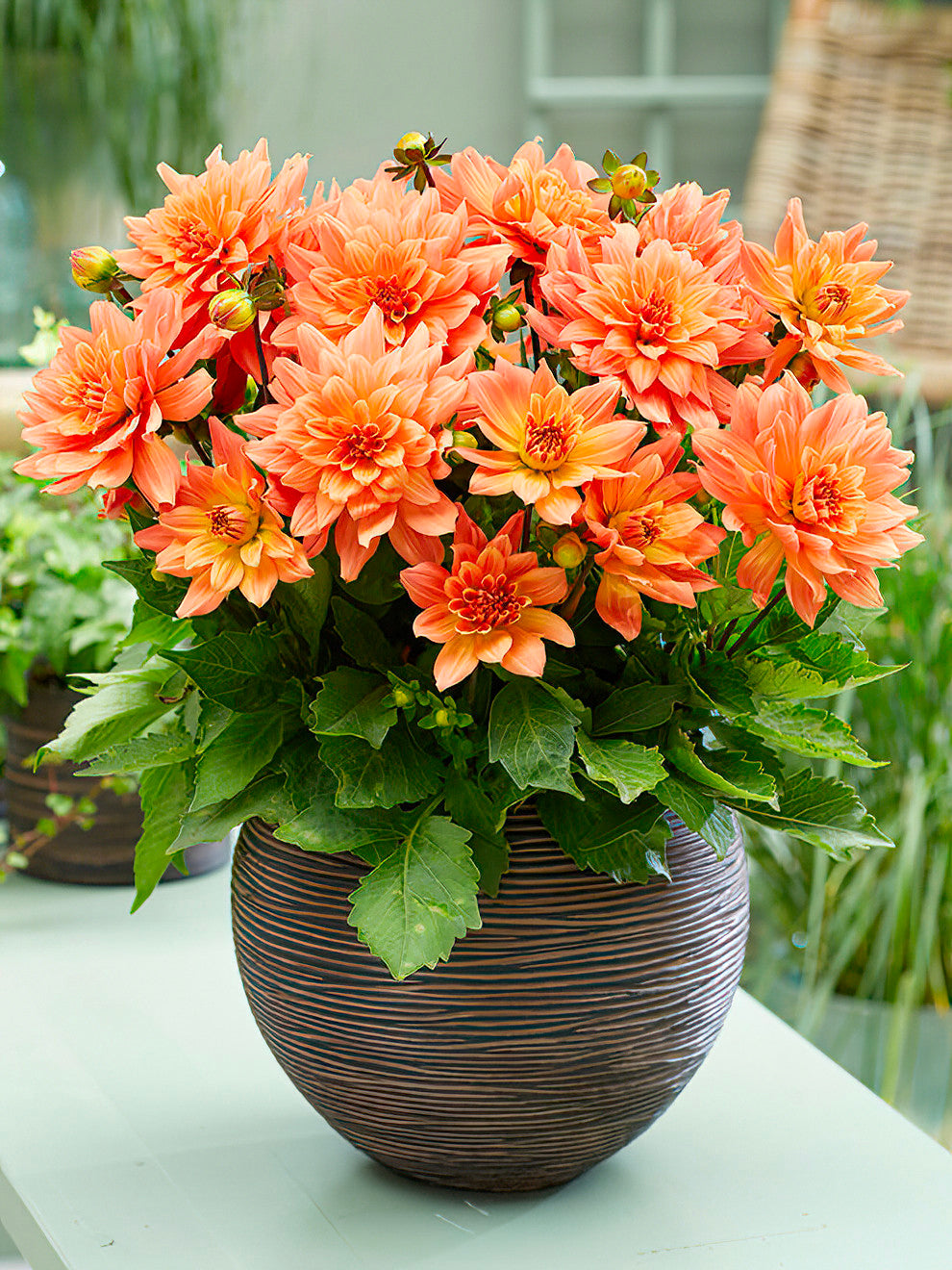 Dahlia 'Gallery Vincent' tubers Buy online at DutchGrown™ UK