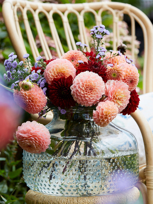 Cut flower Dahlia ‘Cornel Salmon’