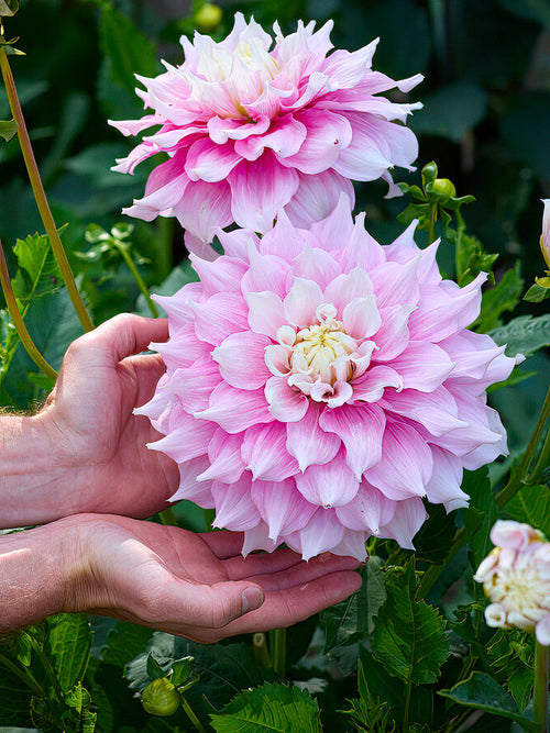 Pink and cream dinnerplate Dahlia ‘Gitts Perfection’