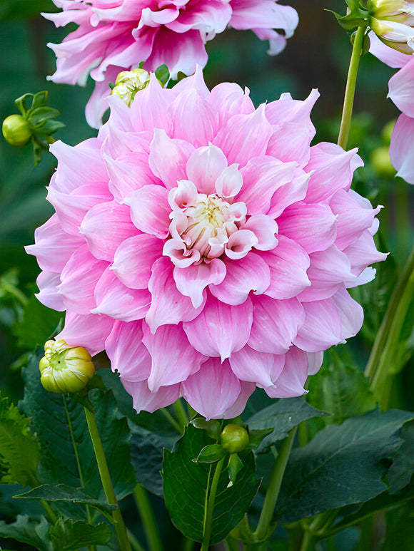 Dahlia Gitts Perfection tubers - UK delivery