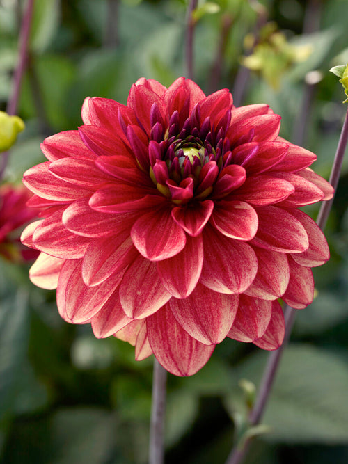Deep pink decorative dahlia flower