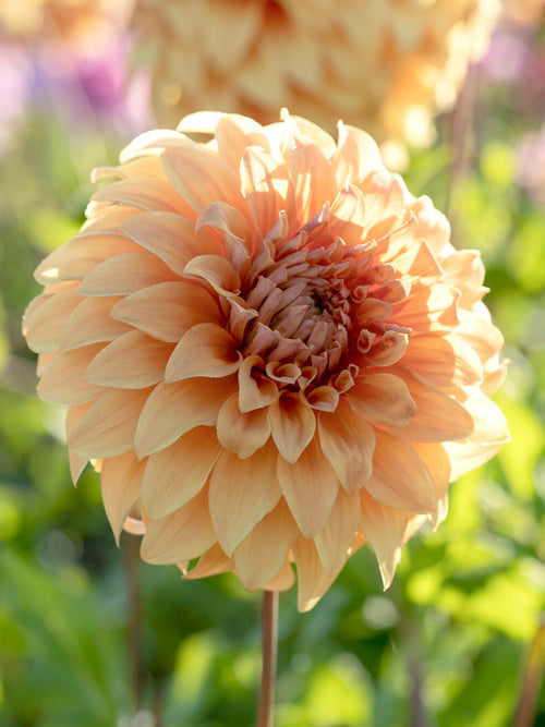 Oversized dahlia bloom close-up