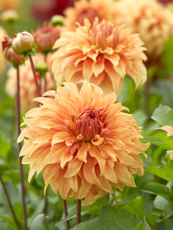 Giant peach and buttery yellow dahlia