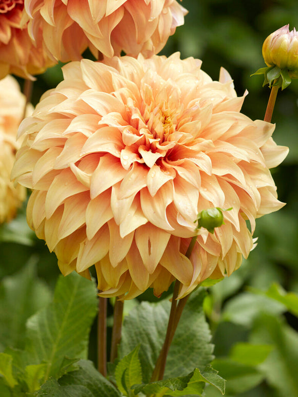 Dahlia ‘Great Hercules’ giant peach bloom