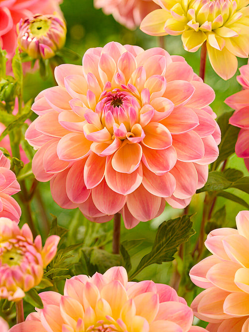 Dahlia Hapet Pastel - Pale pink and soft yellow decorative dahlia bloom