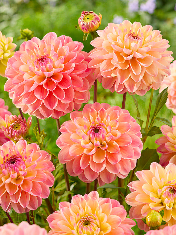 Dahlia Hapet Pastel tubers - UK delivery