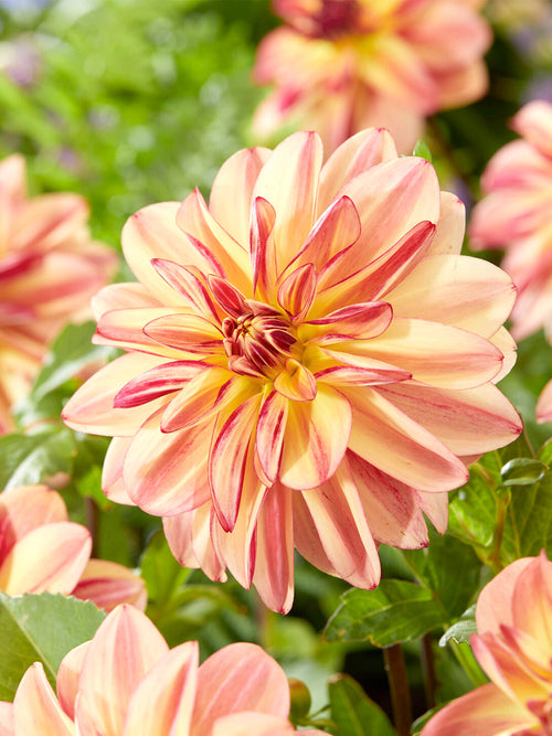Pollinator-friendly dahlia flower