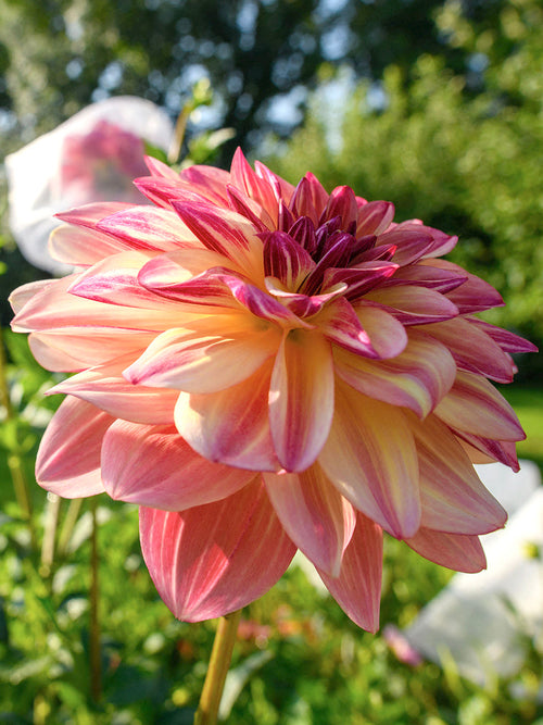 Peach and apricot waterlily dahlia