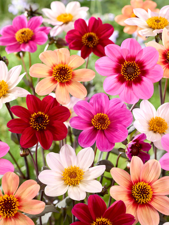 Buy Dahlia Happy Single Mix Tubers