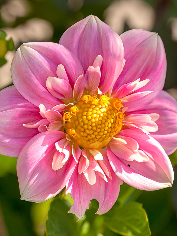 Dahlia 'Hartenaas' in summer garden