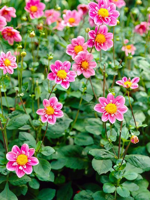 Dahlia Hartenaas tubers