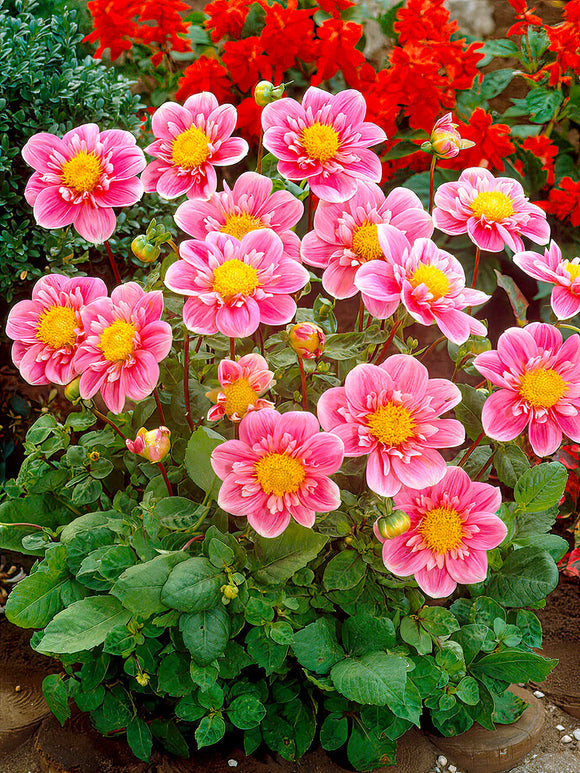 Dahlia Hartenaas - Pink and white collarette dahlia bloom