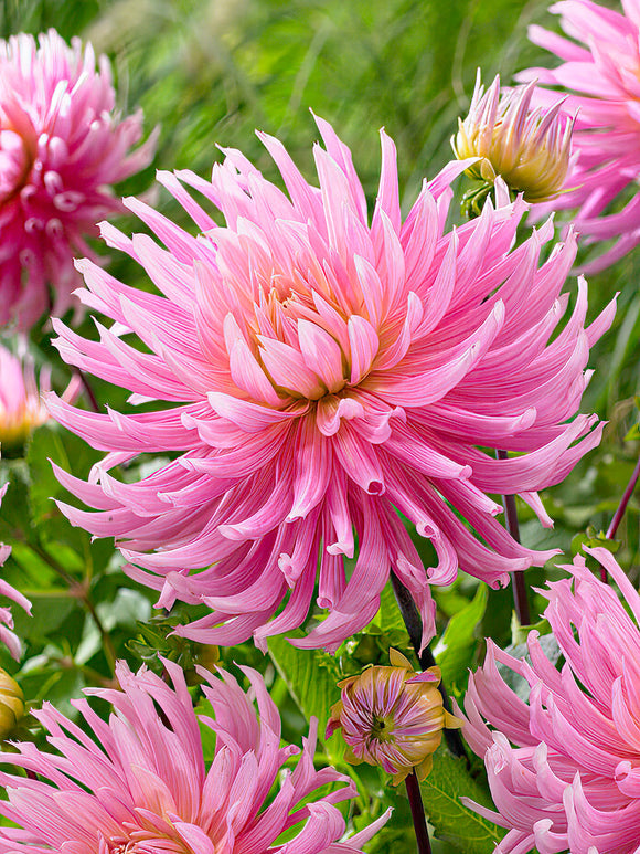 Dahlia tubers Hollyhill Cotton Candy