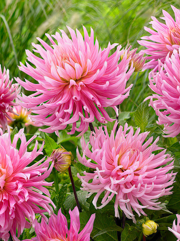 Dahlia Hollyhill Cotton Candy - Soft pink decorative dahlia bloom