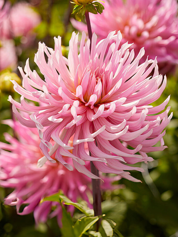 Dahlia Hollyhill Cotton Candy