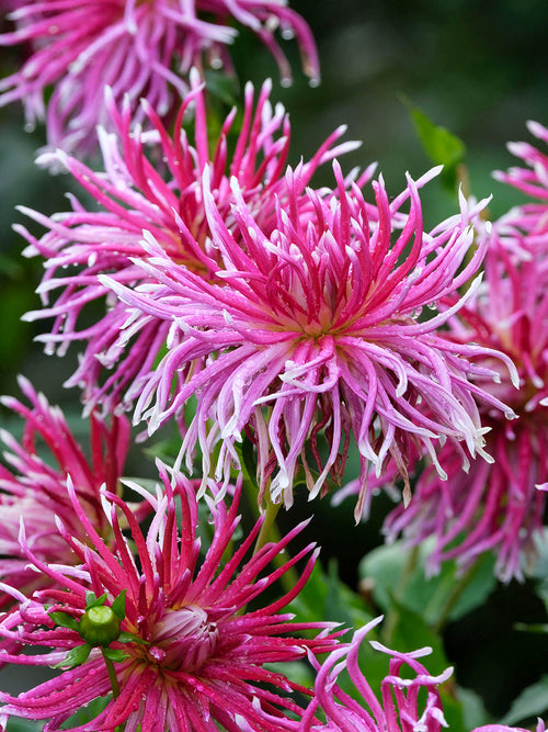 Magenta spider-form dahlia flower