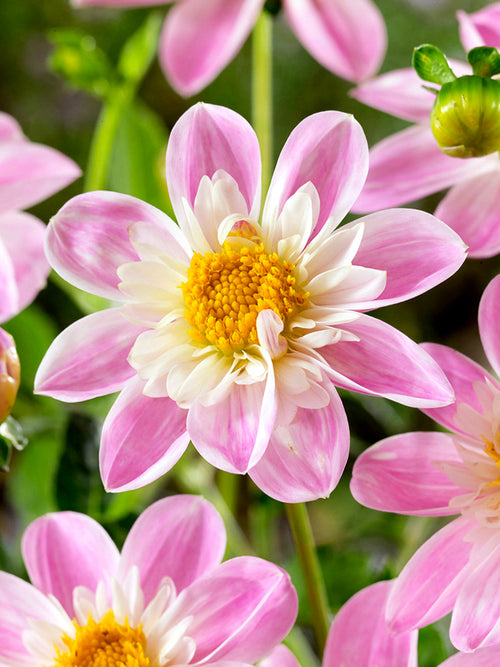Dahlia ‘Impression Famoso’ in border planting