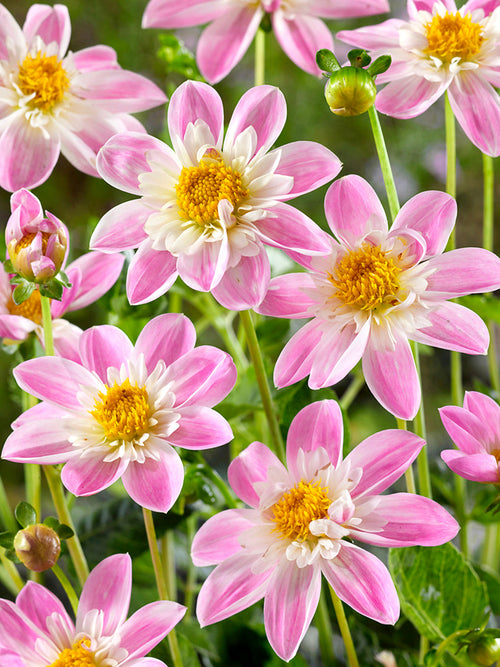 Close-up open-centred pink dahlia