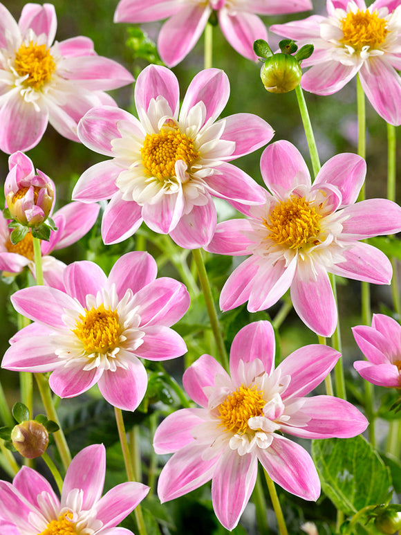 Close-up open-centred pink dahlia
