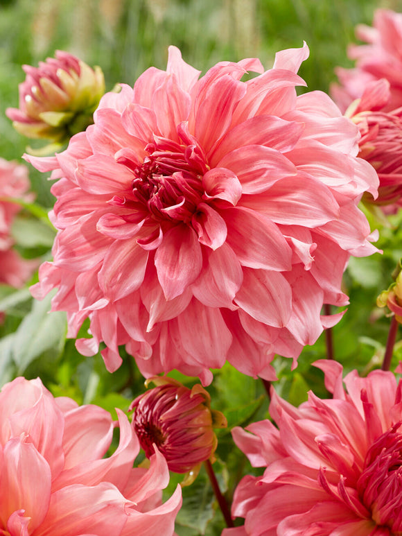 Large soft pink dahlia flower close-up