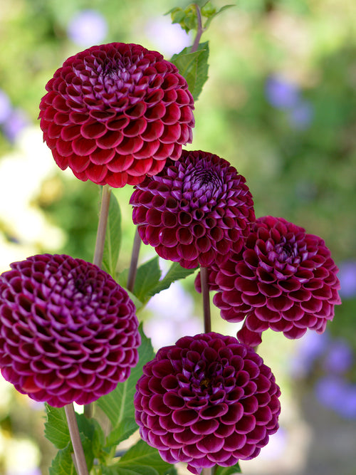 Dahlia Ivannetti tubers