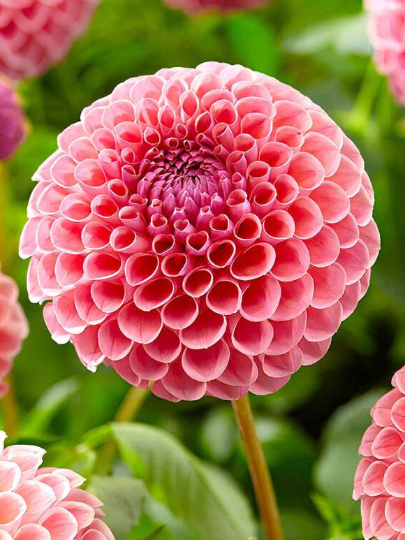 Dahlia Jowey Winnie - Soft pink pompon dahlia bloom