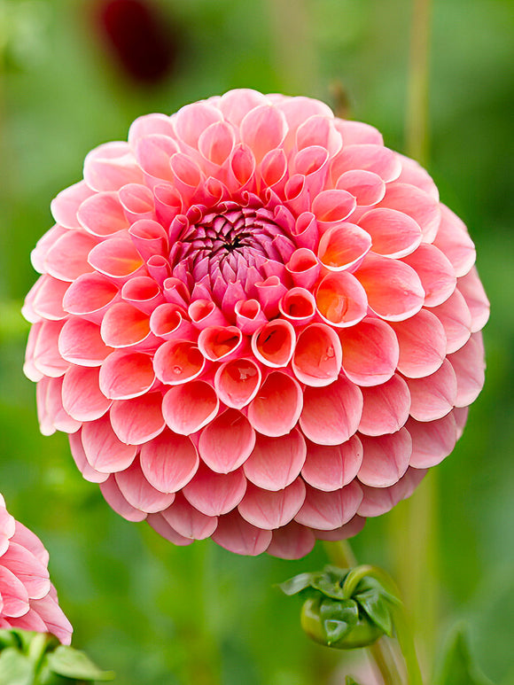 Dahlia Jowey Winnie tubers - UK delivery
