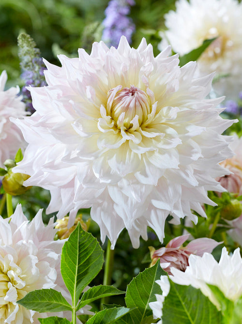 Romantic white dinnerplate dahlia flower