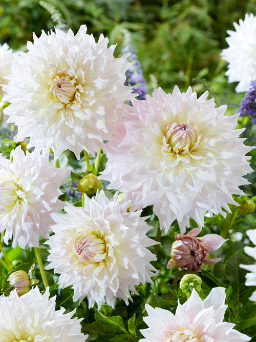 Large airy white dahlia flower close-up
