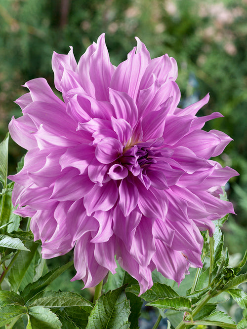 Buy Dahlia Lavender Ruffles