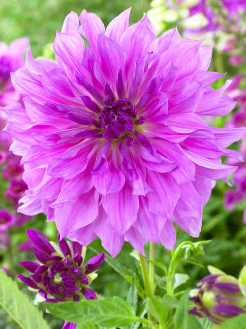 Buy Dahlia Lavender Ruffles Tubers