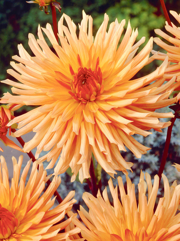 Semi-cactus dahlia with twisted petals