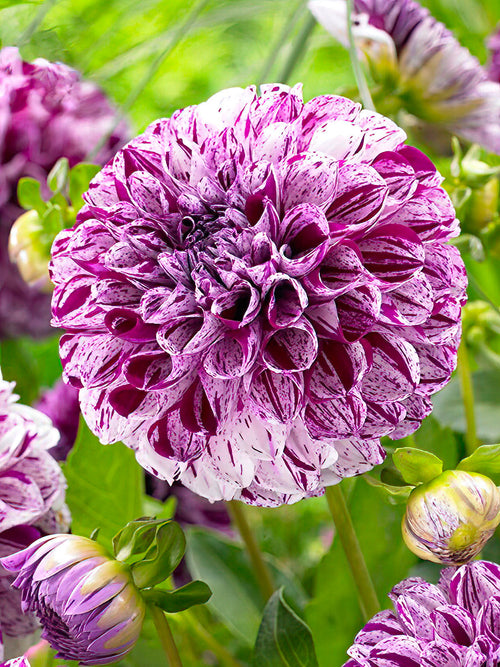 Dahlia Marble Ball tubers - UK spring delivery