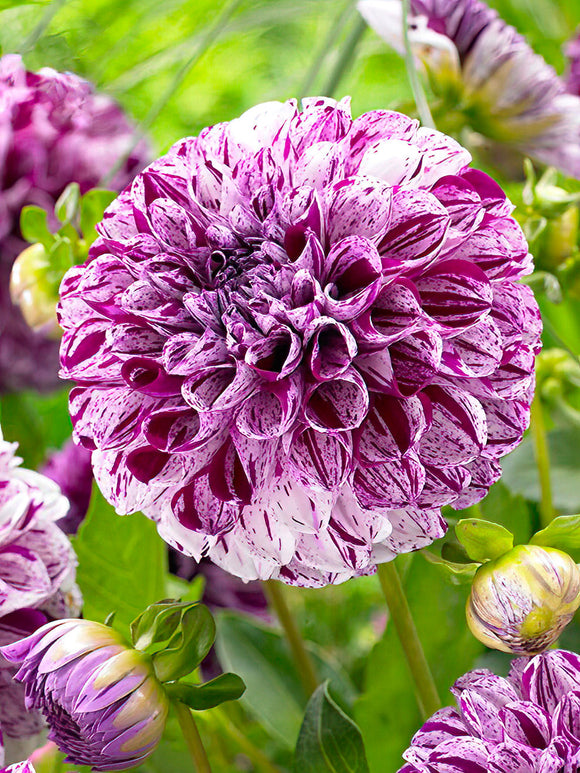 Dahlia Marble Ball tubers - UK spring delivery