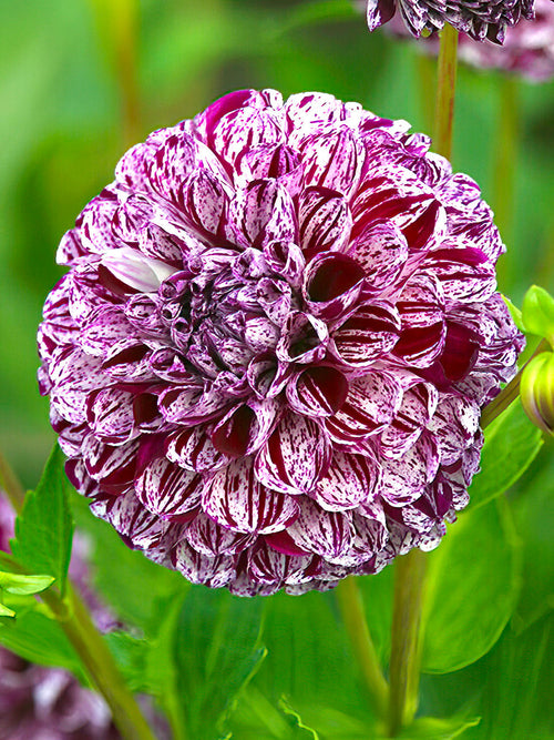 Dahlia Marble Ball - Marbled purple-and-white pompon dahlia bloom