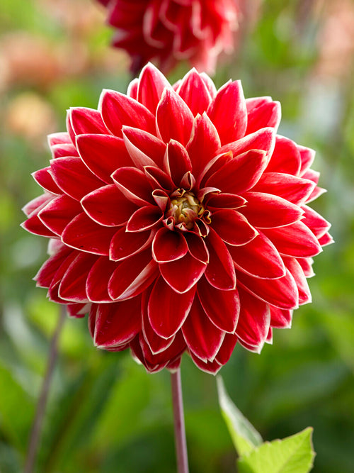 Dahlia ‘Maxime’ yellow and red bloom