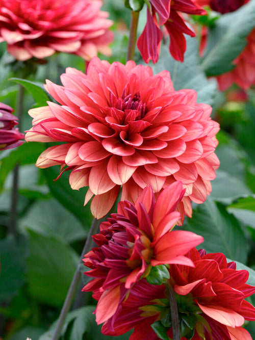 Dahlia ‘Missis Miley’ dusty raspberry bloom