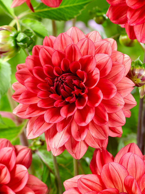 Decorative dahlia with bronze rose petals