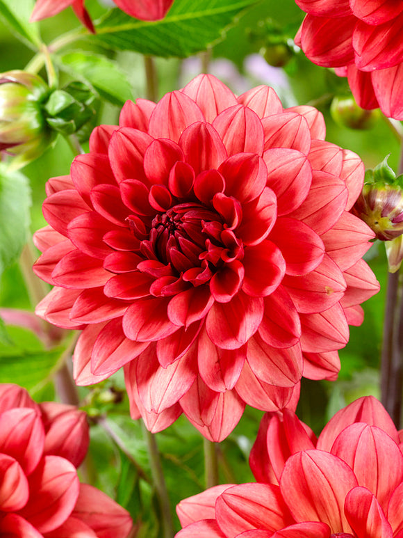 Decorative dahlia with bronze rose petals