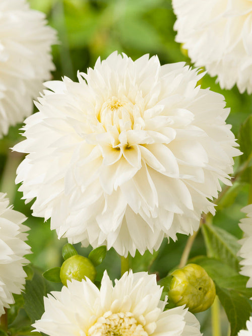 White fimbriata dahlia close-up flower