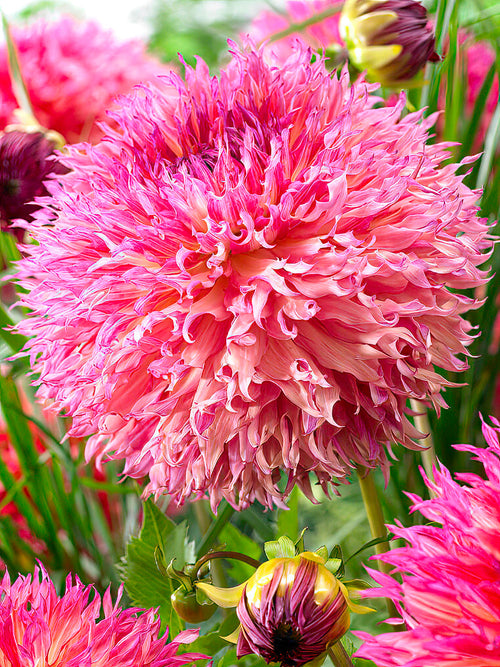 Dahlia Myrtle's Folly - UK delivery