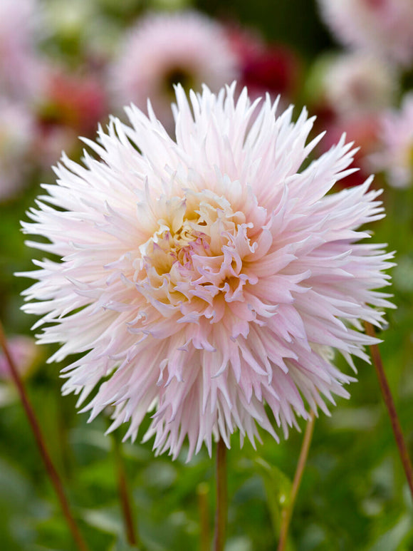Blush pink and cream fimbriata dahlia