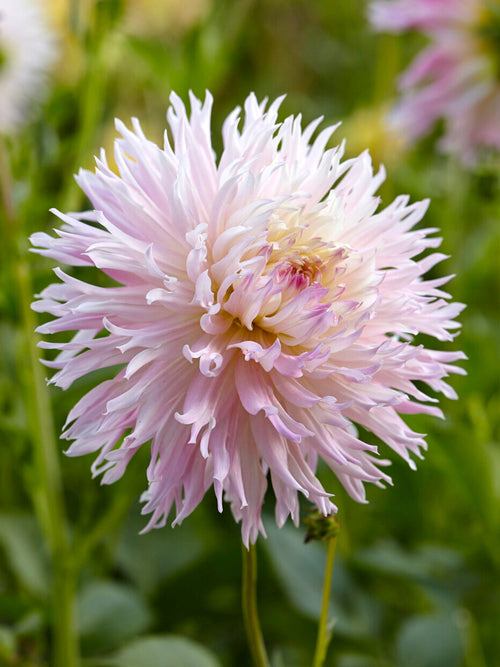 Dinnerplate Dahlia ‘Nadia Ruth’ close-up