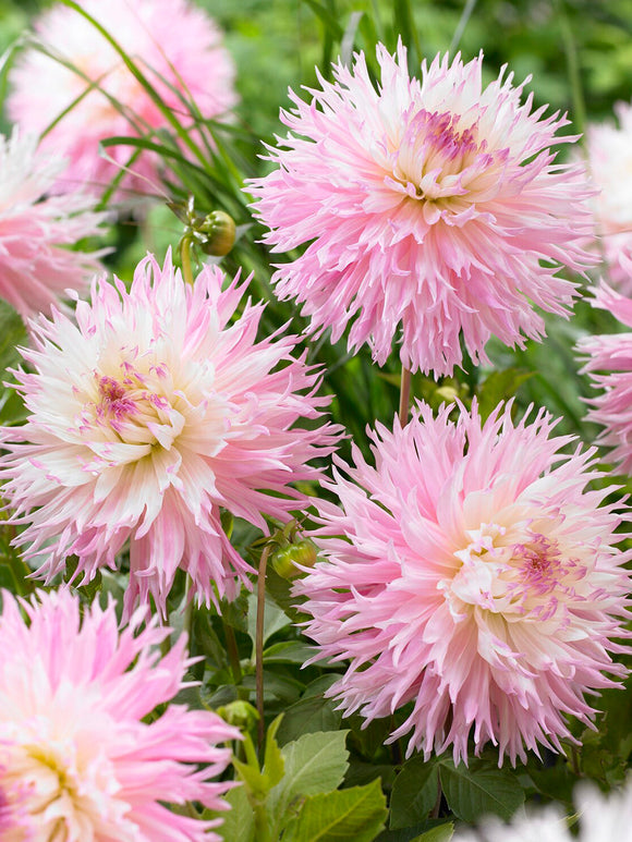 Dahlia ‘Nadia Ruth’ in pastel garden border