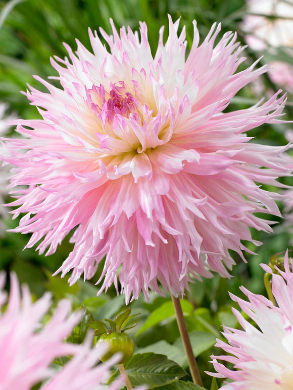 Dahlia ‘Nadia Ruth’ large fringed bloom