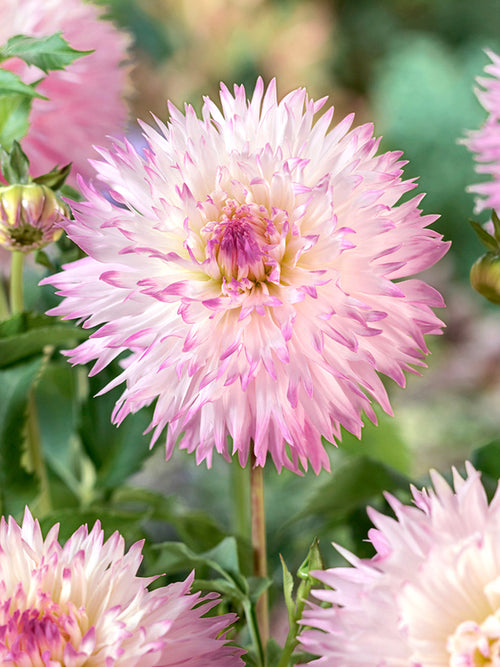 Romantic fimbriata dahlia for cutting garden